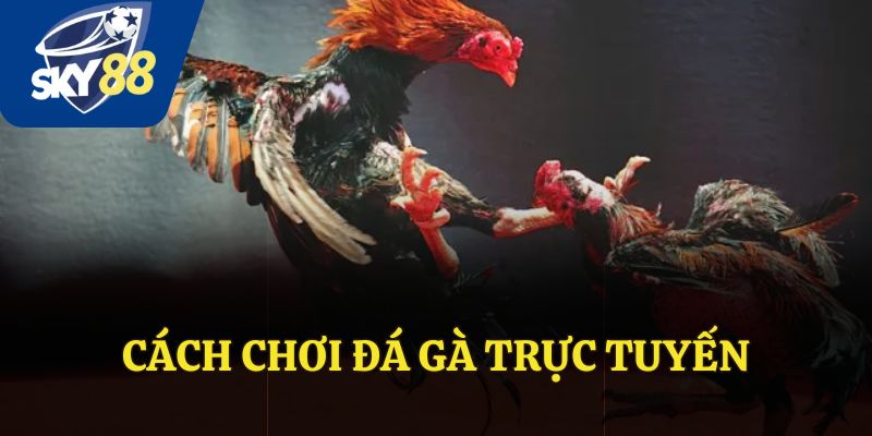 Cách Chơi Đá Gà Trực Tuyến Sky88 – Sân Chơi Cá Cược Đỉnh Cao