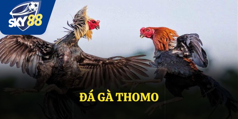 Đá Gà Thomo - Đỉnh Cao Cá Cược, Trải Nghiệm Không Giới Hạn