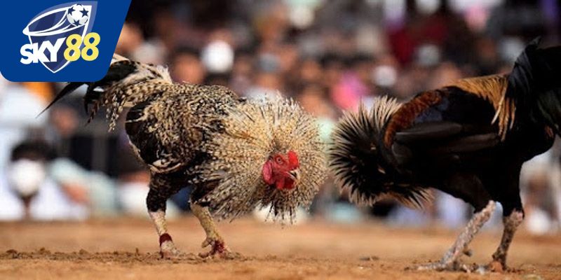 Đá gà trực tiếp Thomo là gì?