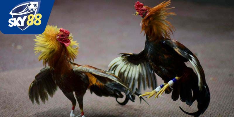 Luật chơi đá gà Thomo